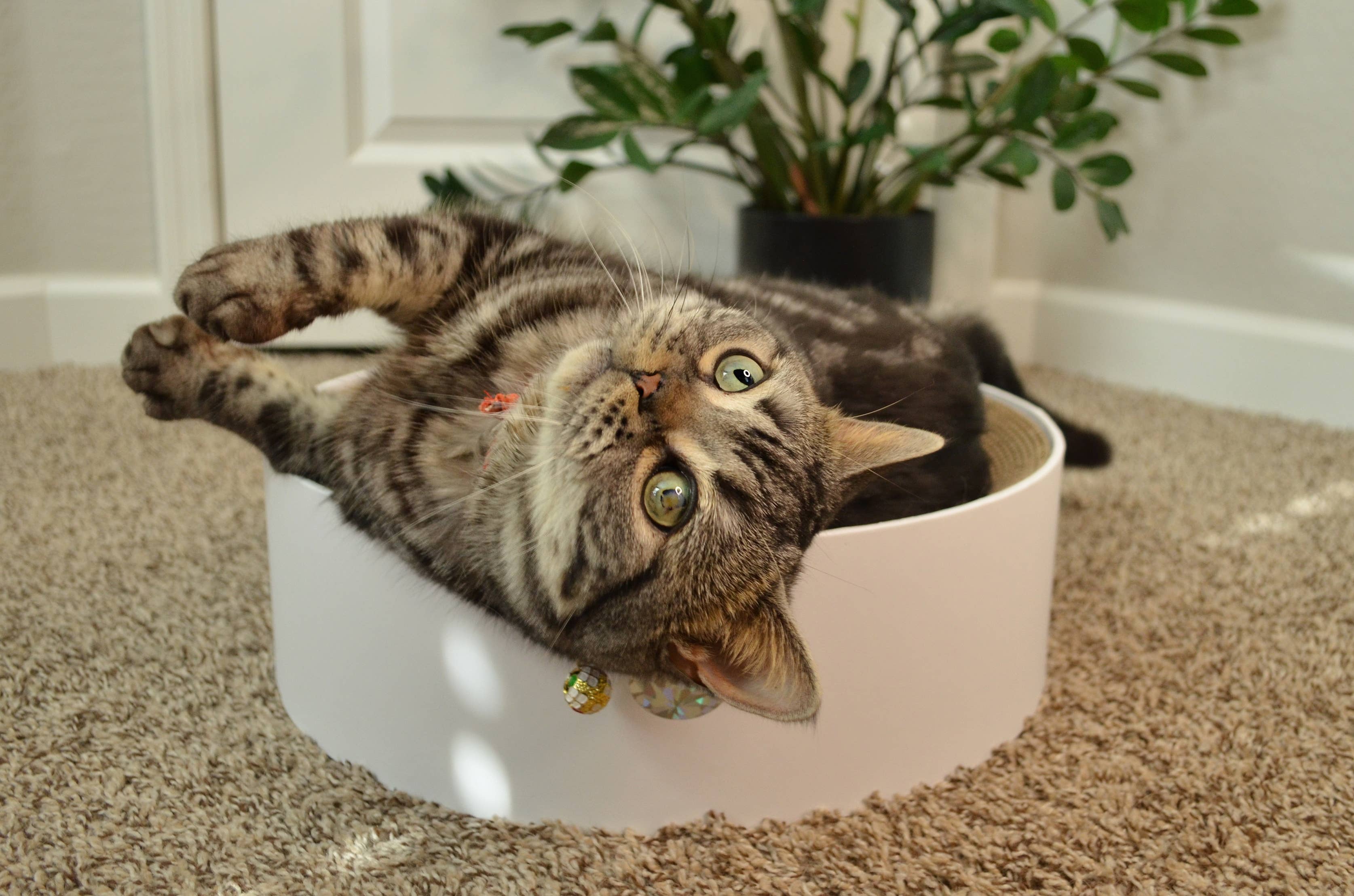Cozy Cat Scratcher Bowl