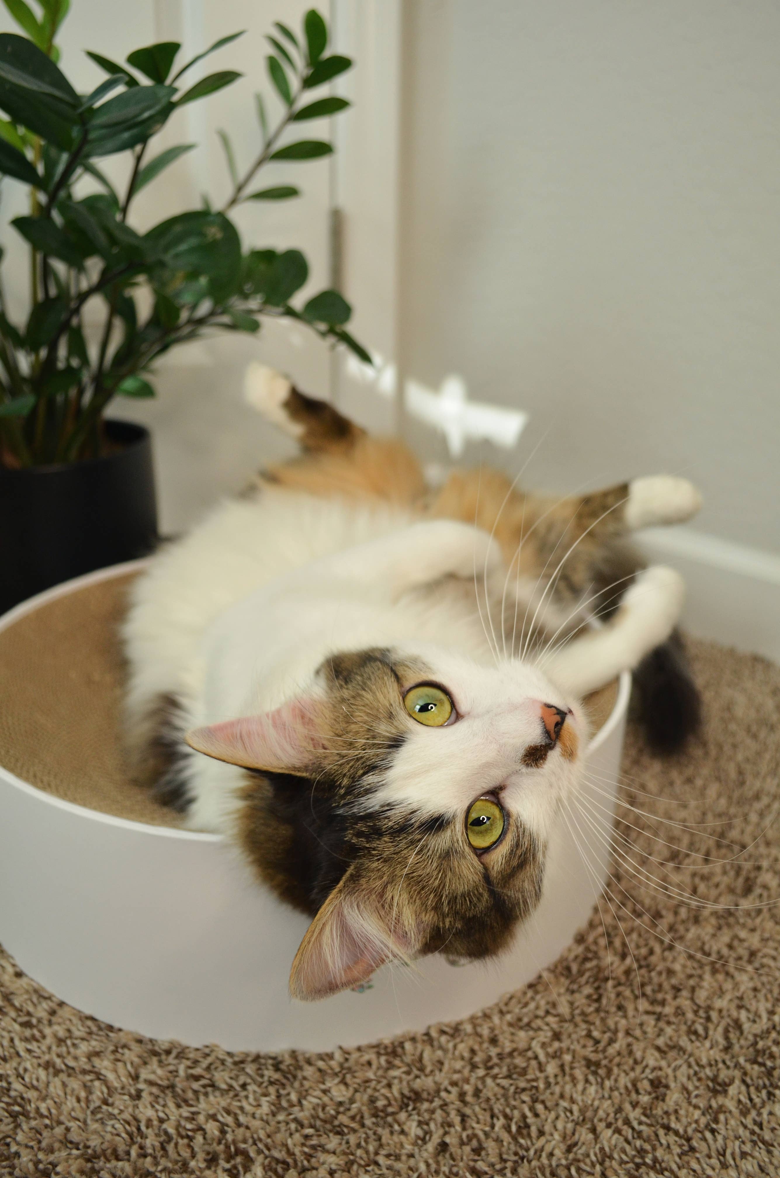 Cozy Cat Scratcher Bowl