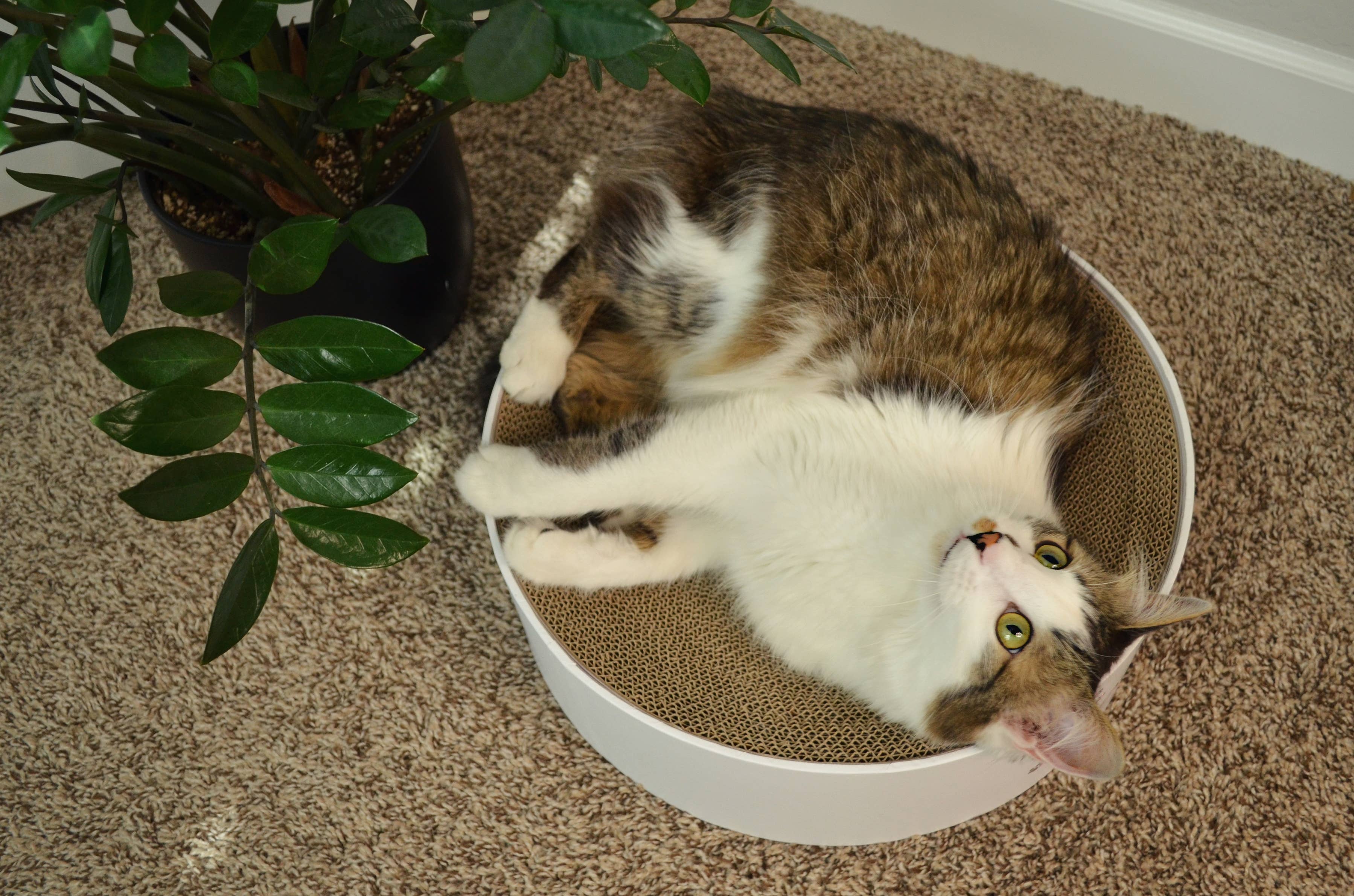 Cozy Cat Scratcher Bowl