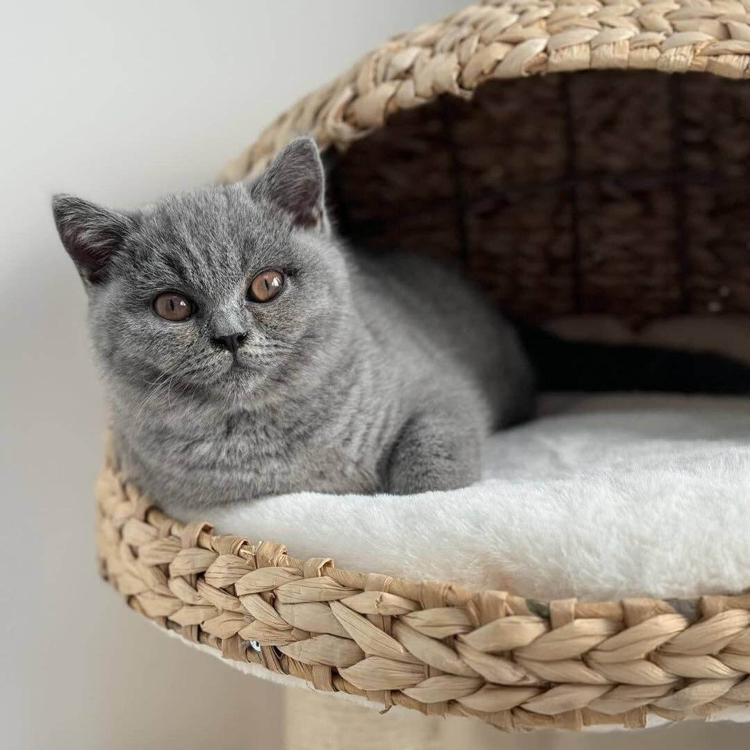 The Duo Cat Condo with Scratching Post