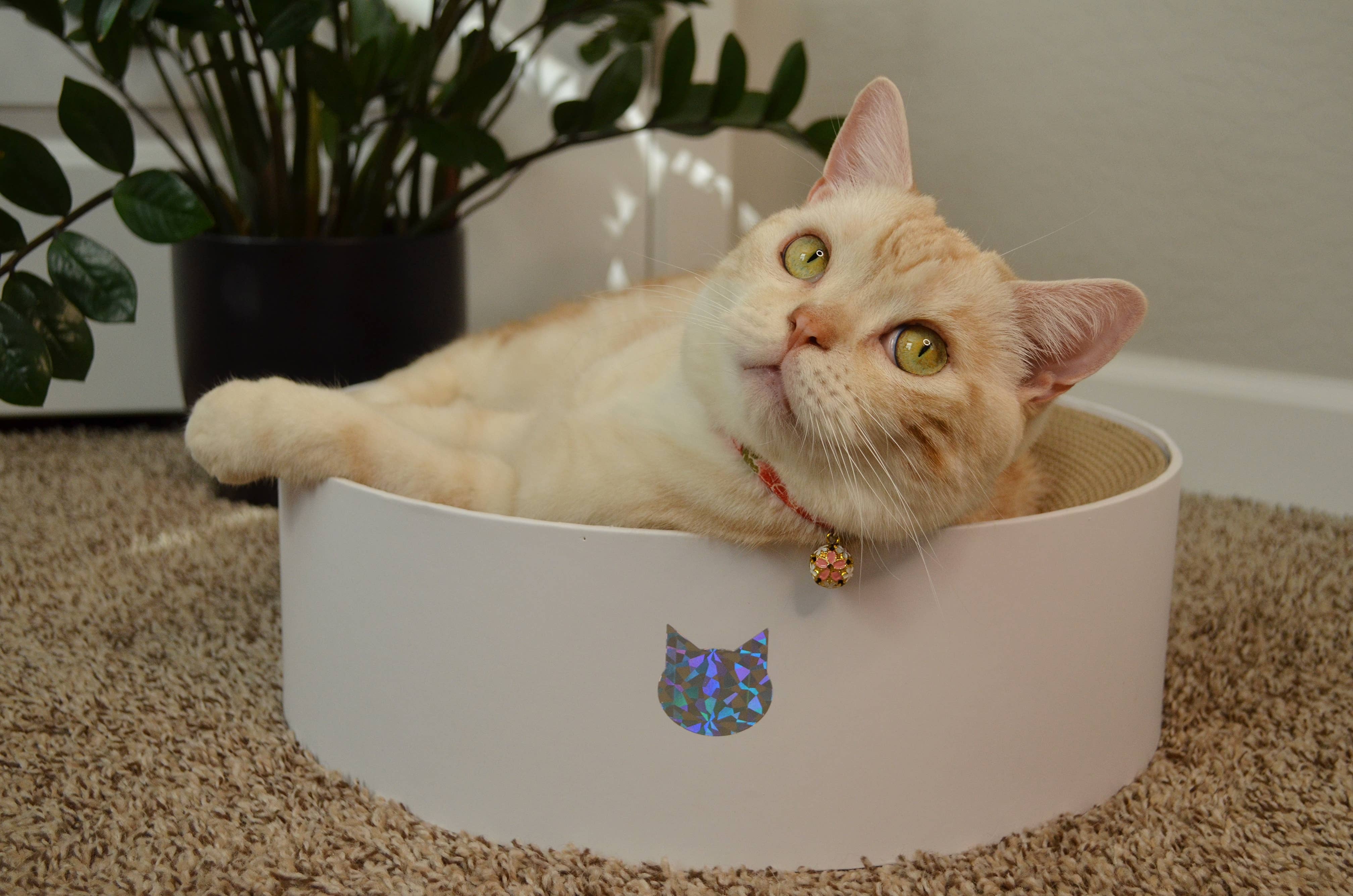 Cozy Cat Scratcher Bowl