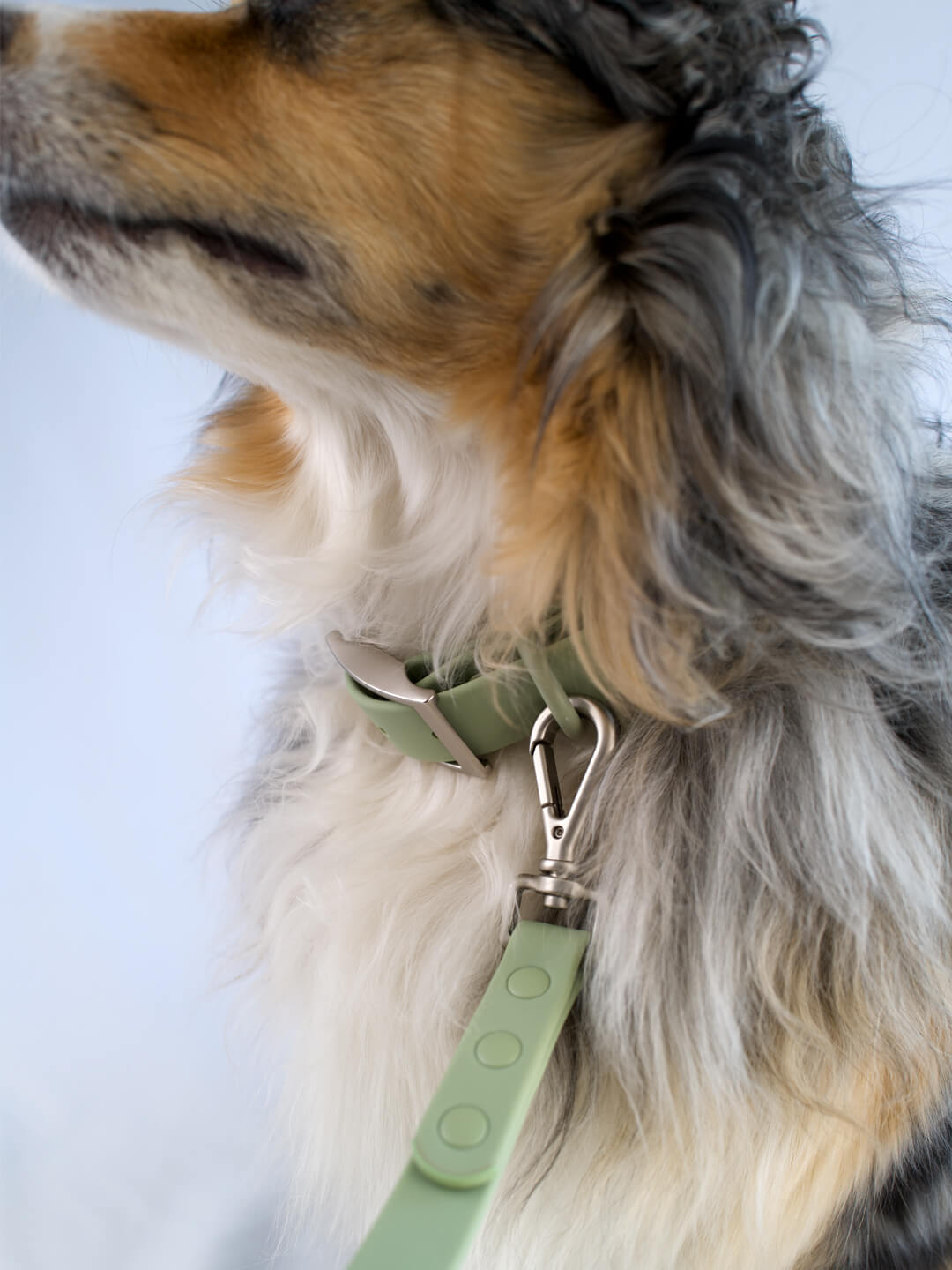 Waterproof Dog Collar
