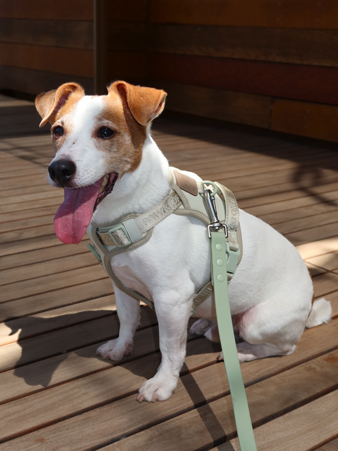 Dog wearing a harness sitting on a wooden deck