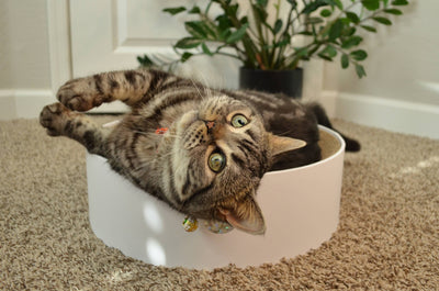 Cozy Cat Scratcher Bowl