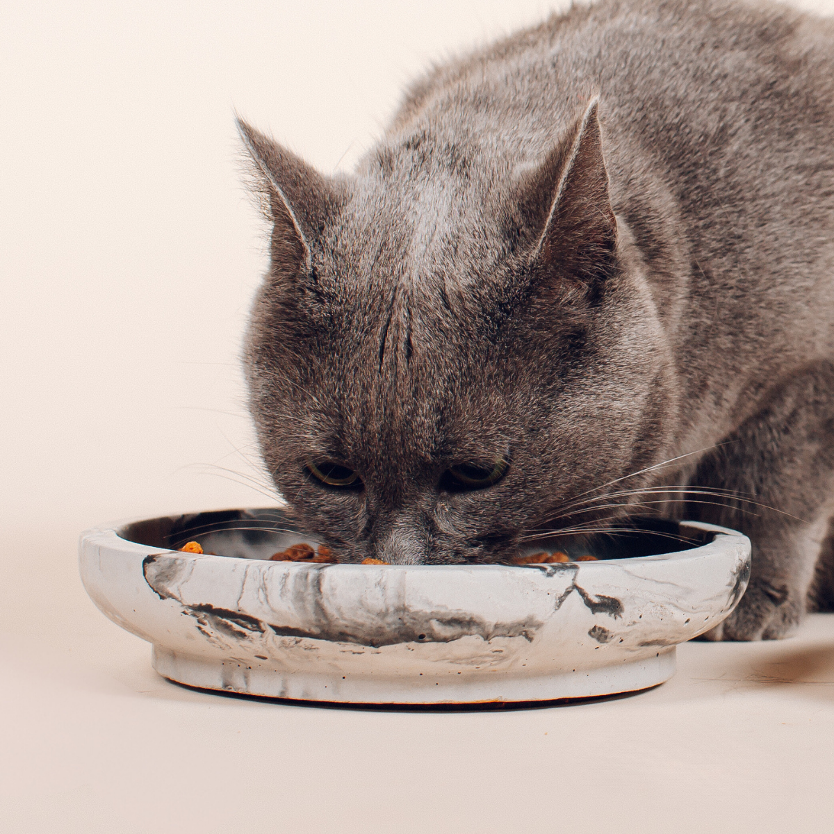 Whisker Friendly Bowl Cat