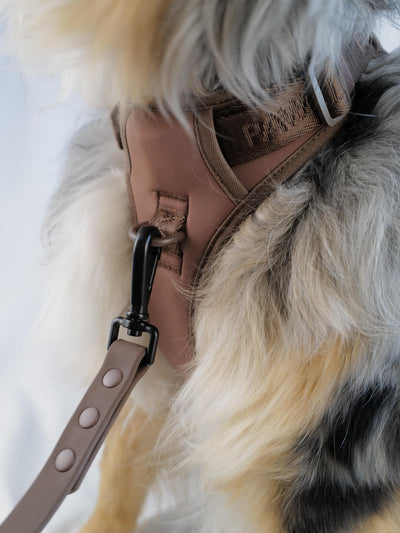 Dog waterproof leash, flat, brown, 5 feel, image on dog