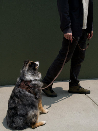 Dog waterproof flat leash brown 5 feet on dog with man